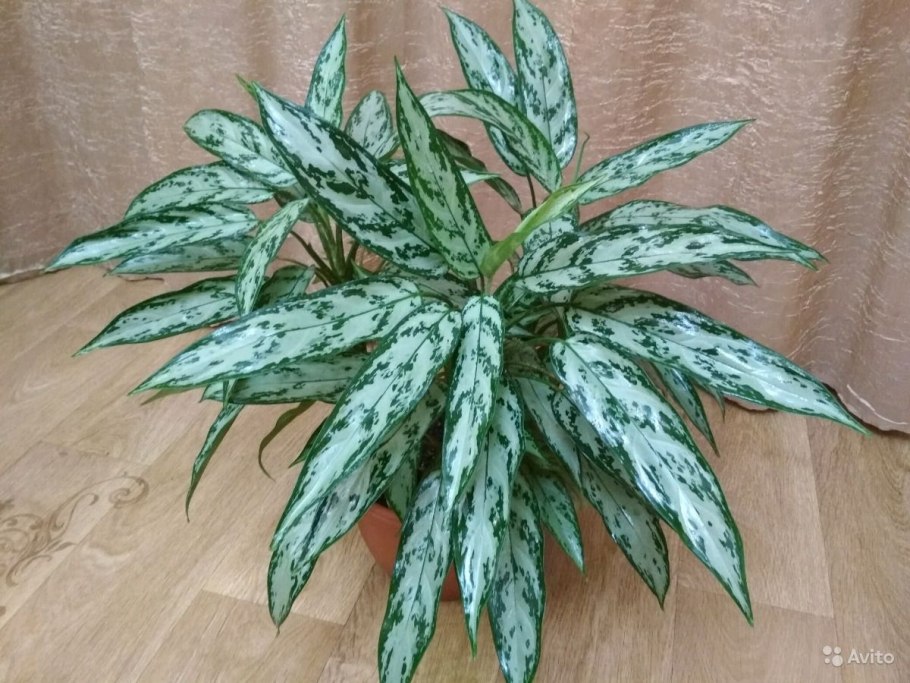 Аглаонема сильвер квин