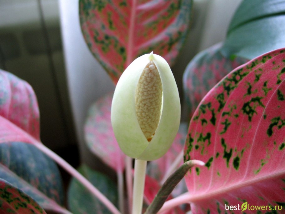 Аглаонема Крит цветение
