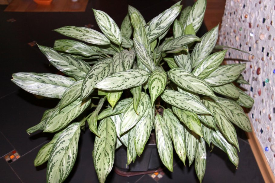 Аглаонема цветет