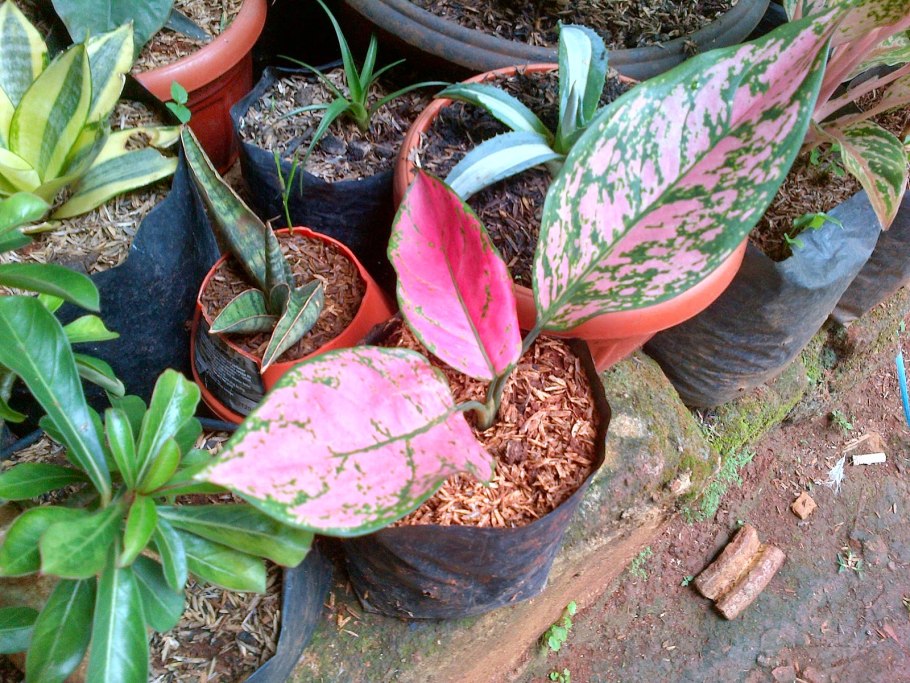 Аглаонема криспум