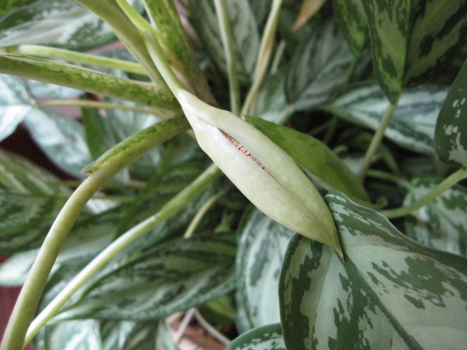 Аглаонема зебрина