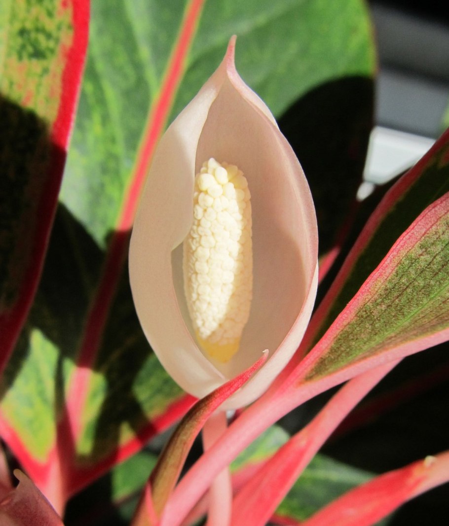 Аглаонема большой куст