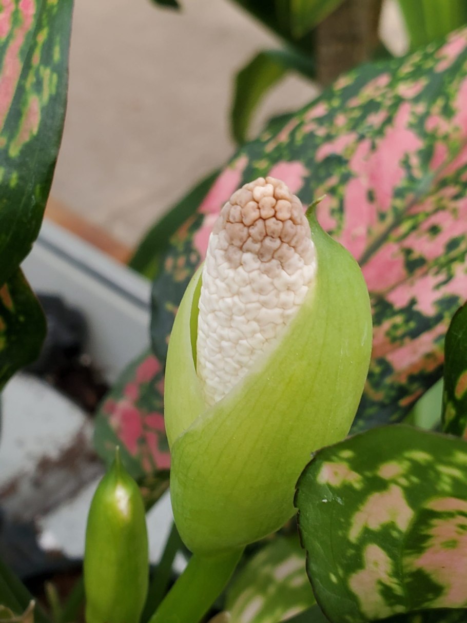 Аглаонема сорт Баттерфляй