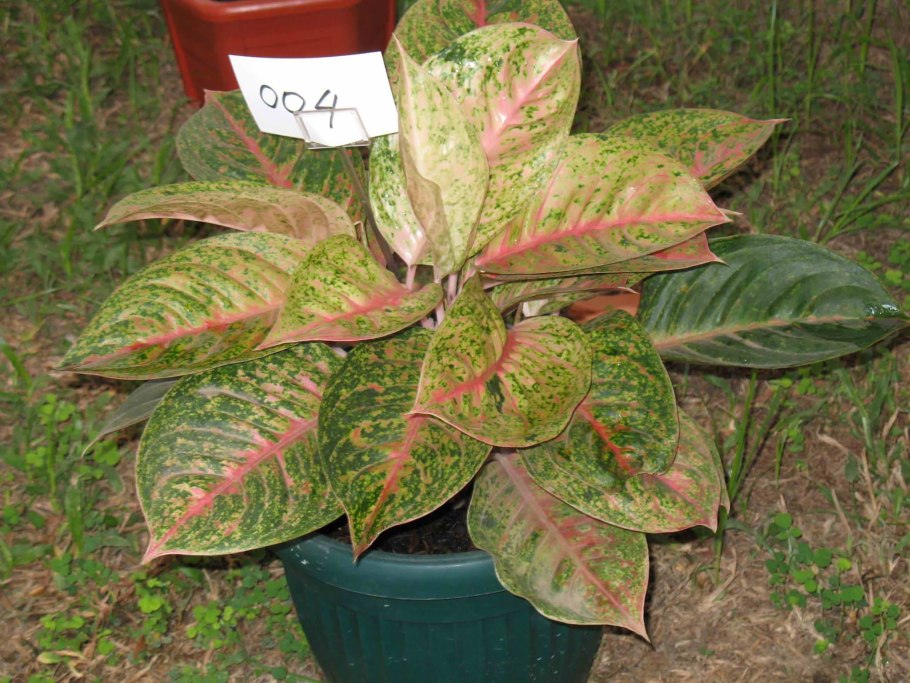 Аглаонема Мадонна