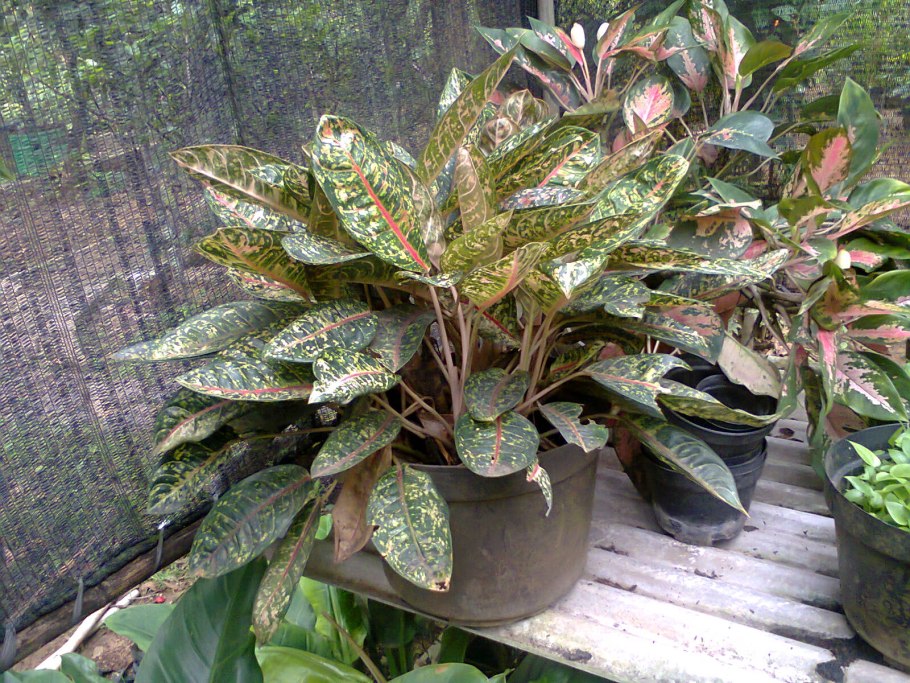 Аглаонема тигрис