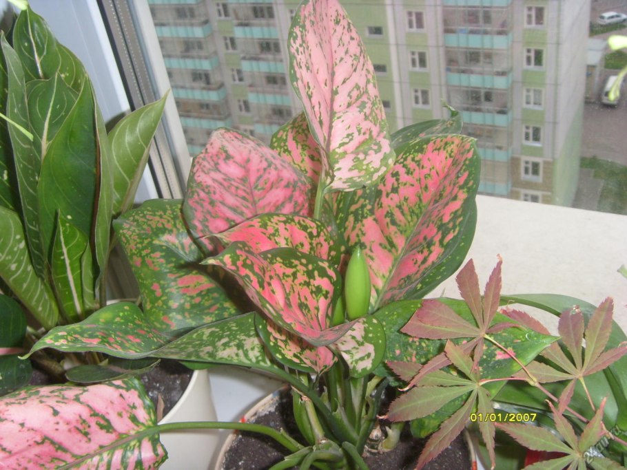 Аглаонема пятнистая