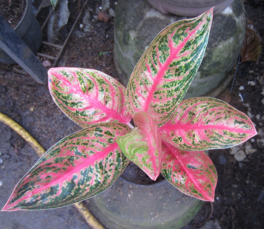 Аглаонема Мария цветение