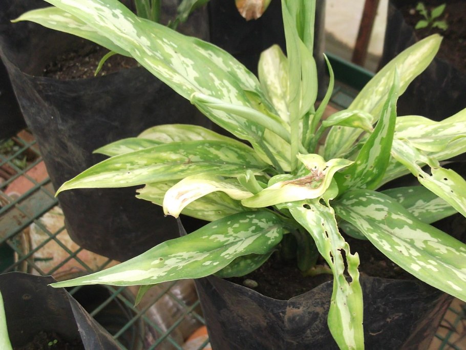 Аглаонема КАТАТО