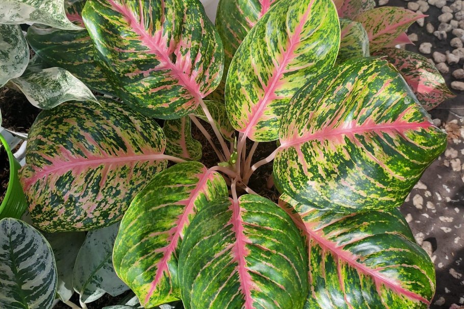 Аглаонема переменчивая