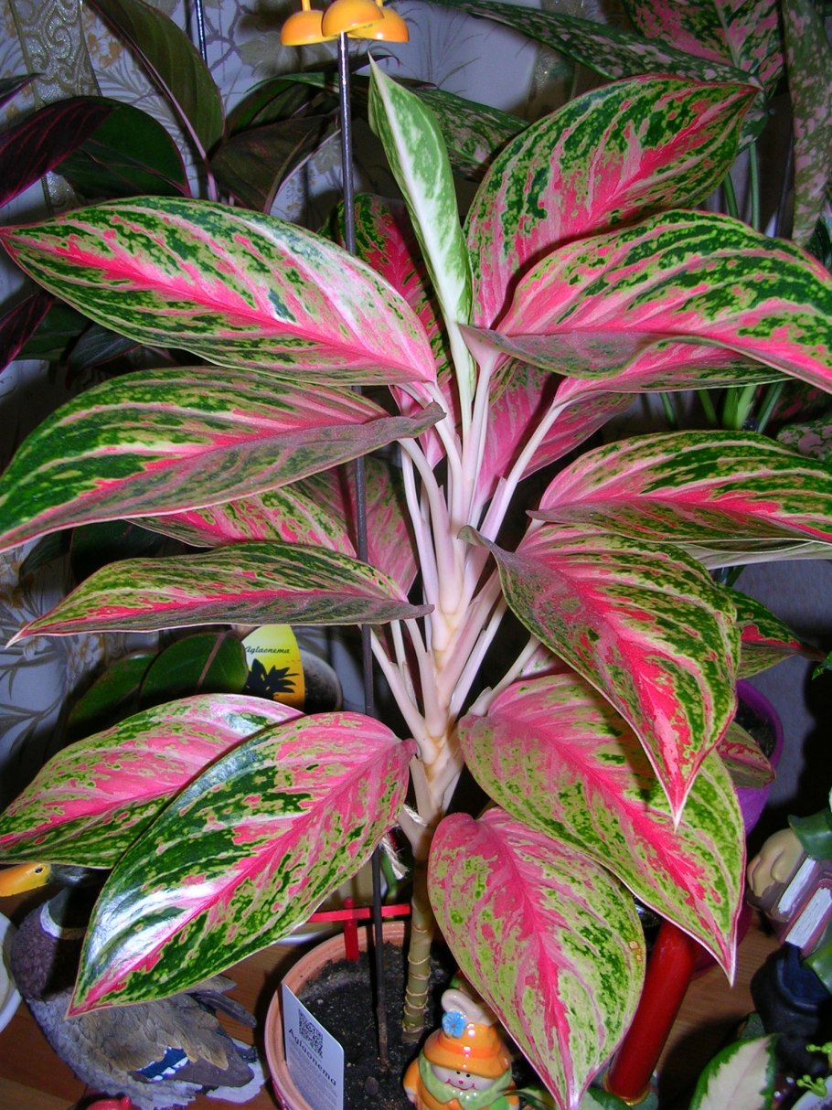 Аглаонема баттерфляй