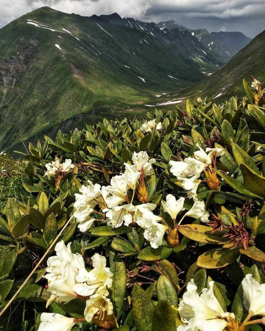 Рододендрон кавказский энциклопедия