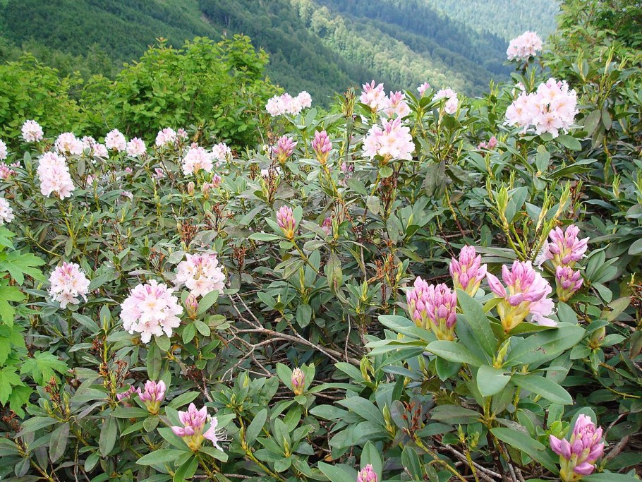 Рододендрон красная Поляна