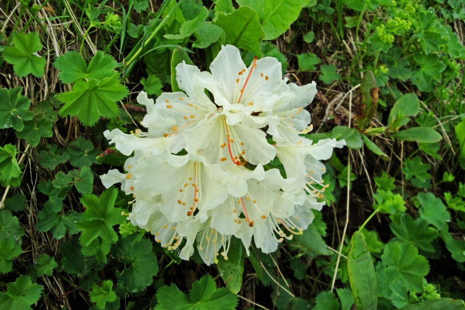 Цветущий рододендрон красная Поляна