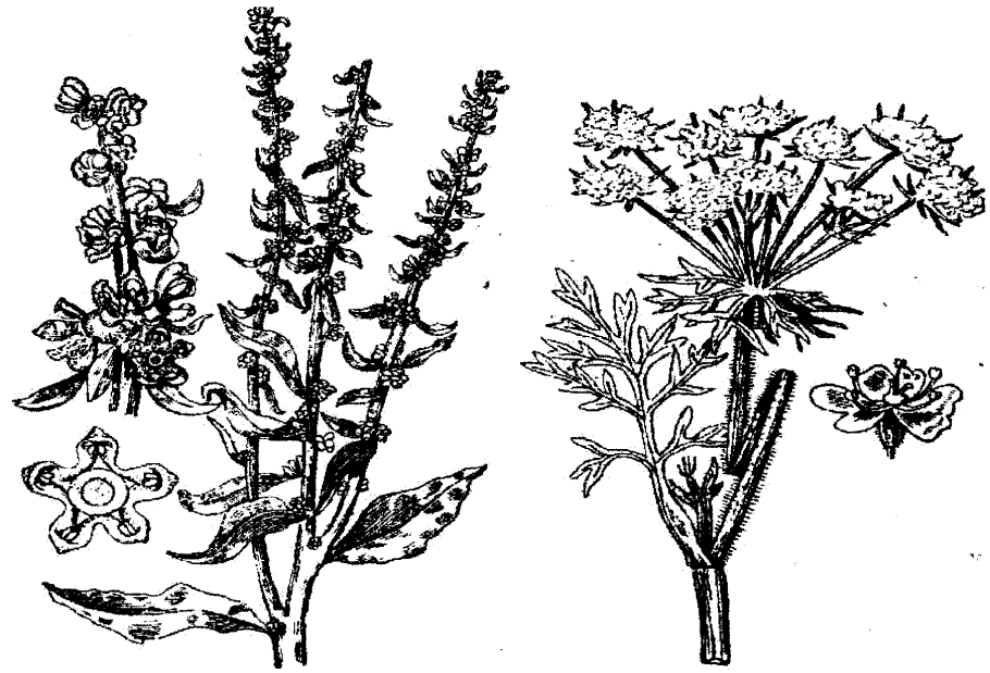 Кормовые растения для скота