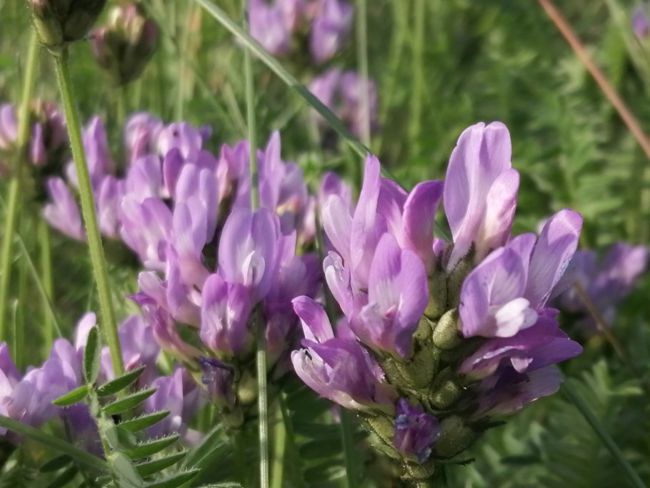 Клюква Болотная