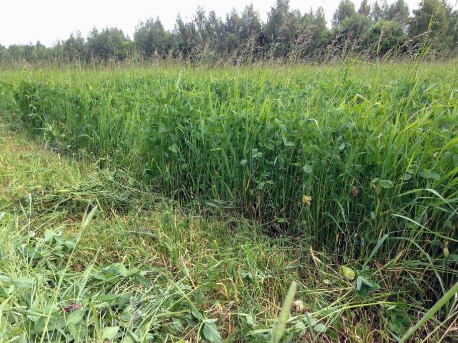 Рыжик трава на сено