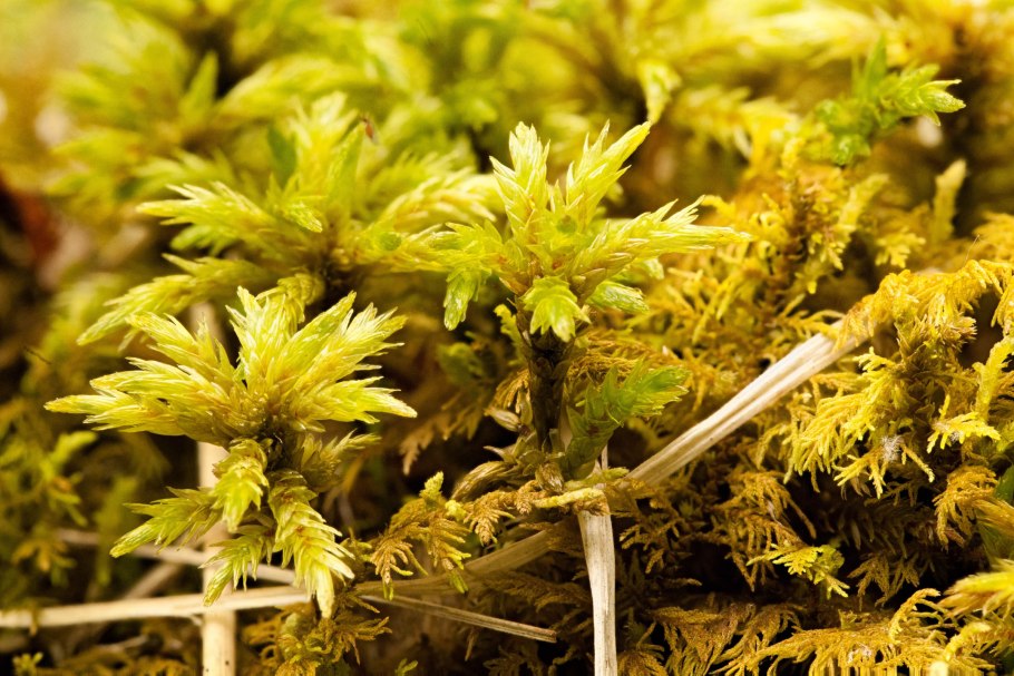 Колосок Полевица побегоносная