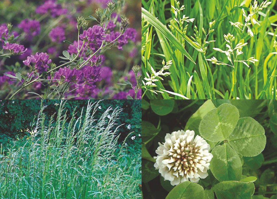 Люцерна трава кормовая