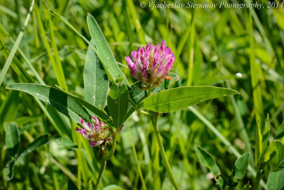 Клевер луговой trifolium praténse