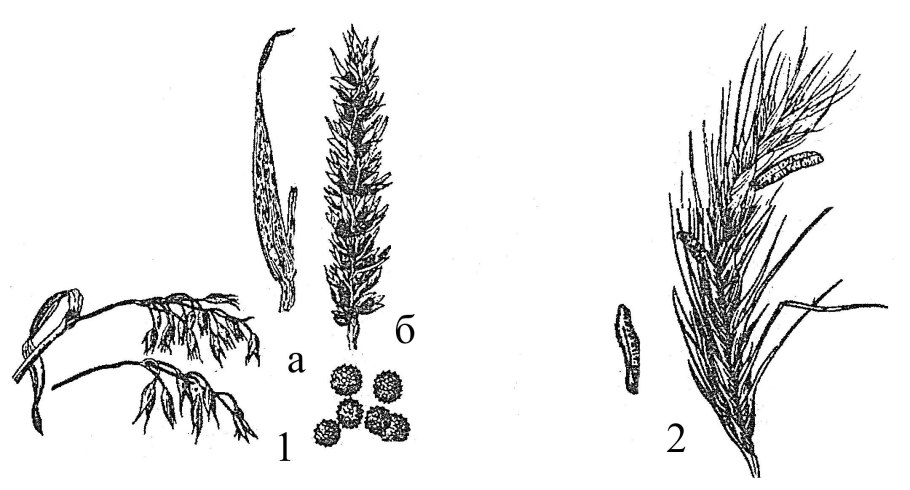 Люцерна бобовые