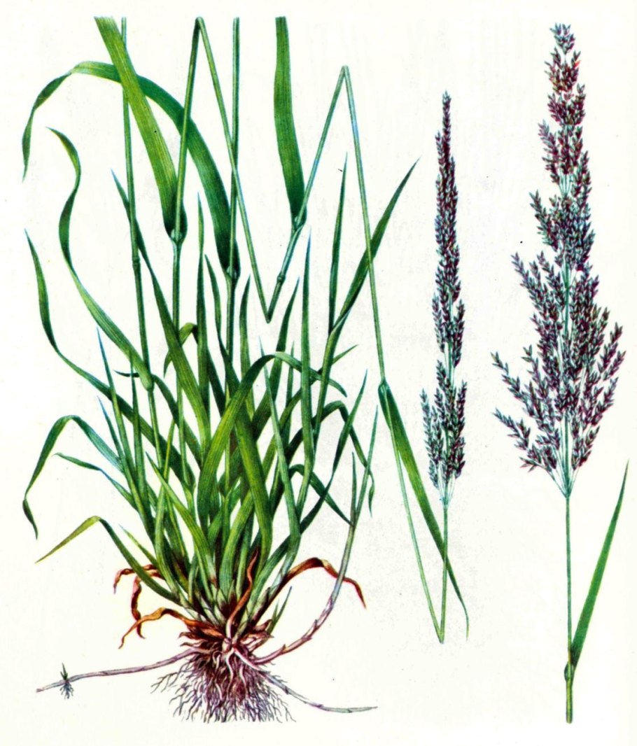 Трава овсяница Луговая