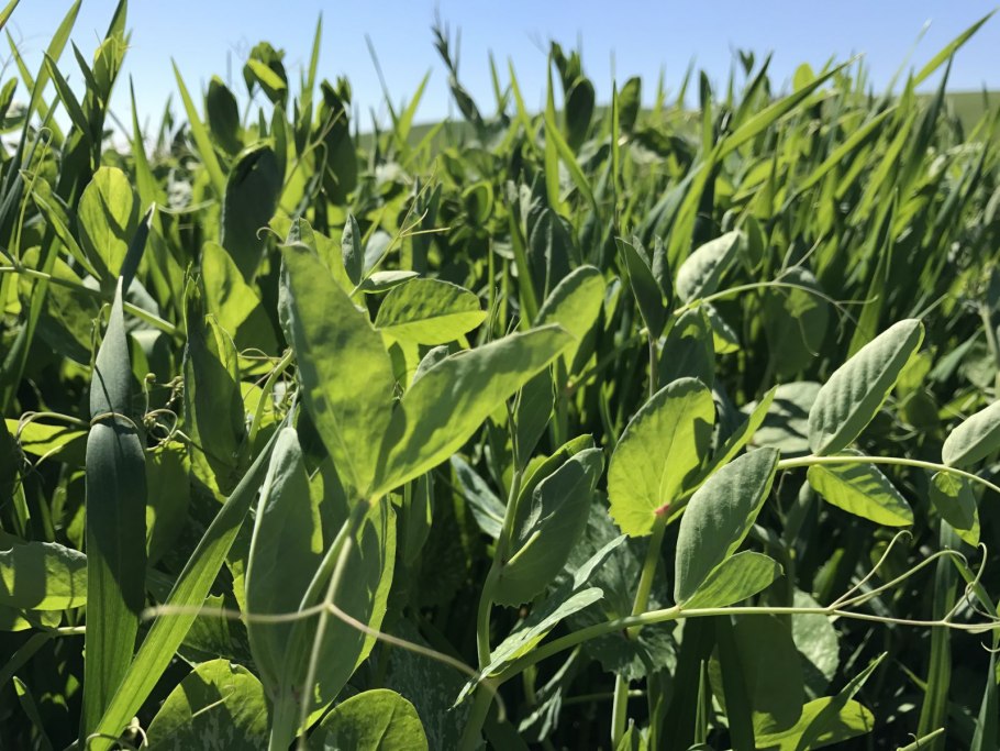 Тяжелая коса пшеницы