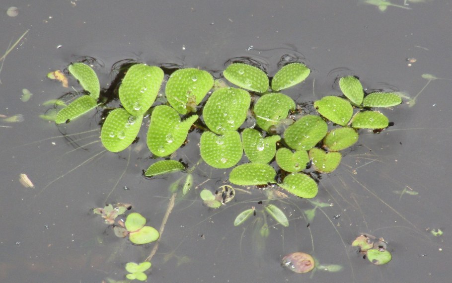 Salvinia oblongifolia