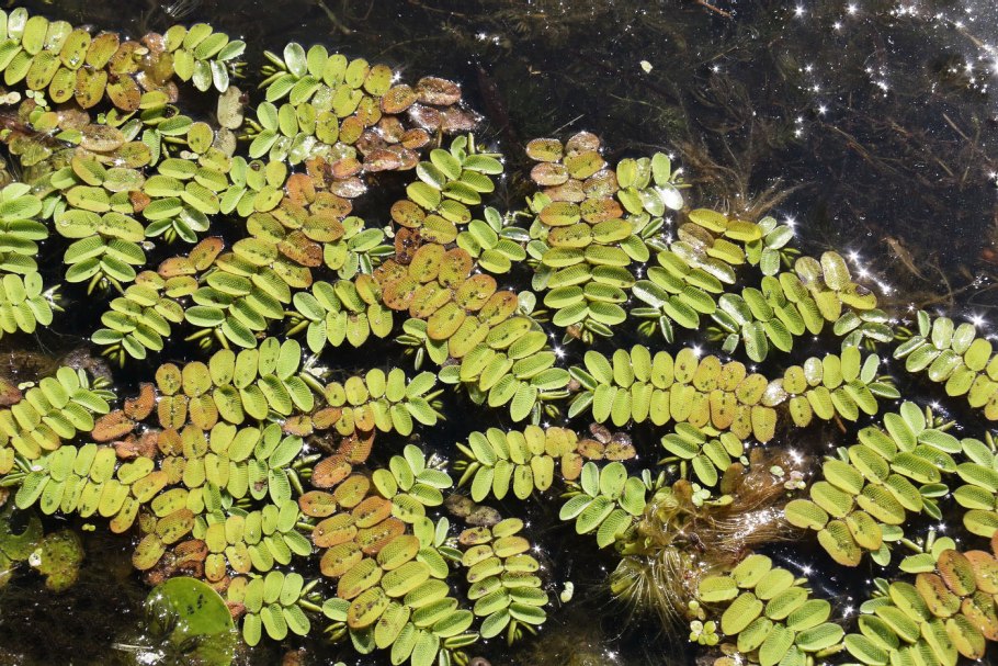 Папоротник Salvinia minima
