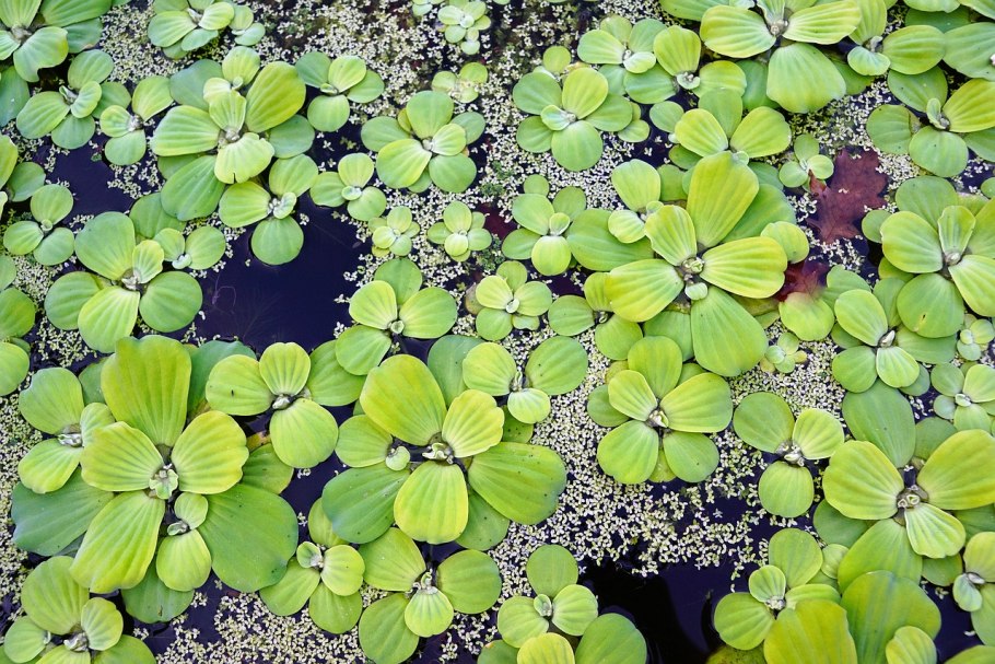 Сальвиния ушастая (Salvinia auriculata)