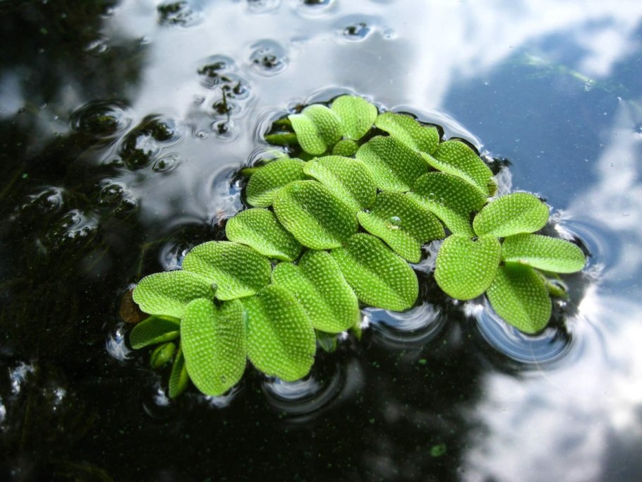 Salvinia oblongifolia