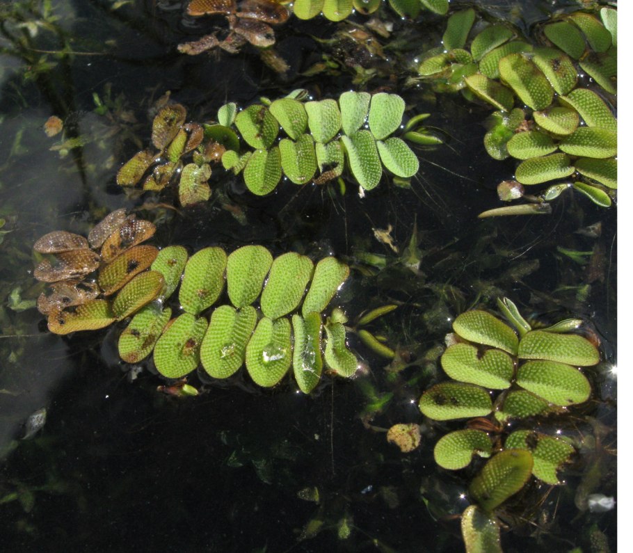 Сальвиния плавающая Salvinia Natans (l.) all. 2