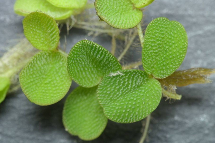Сальвиния (род Salvinia).