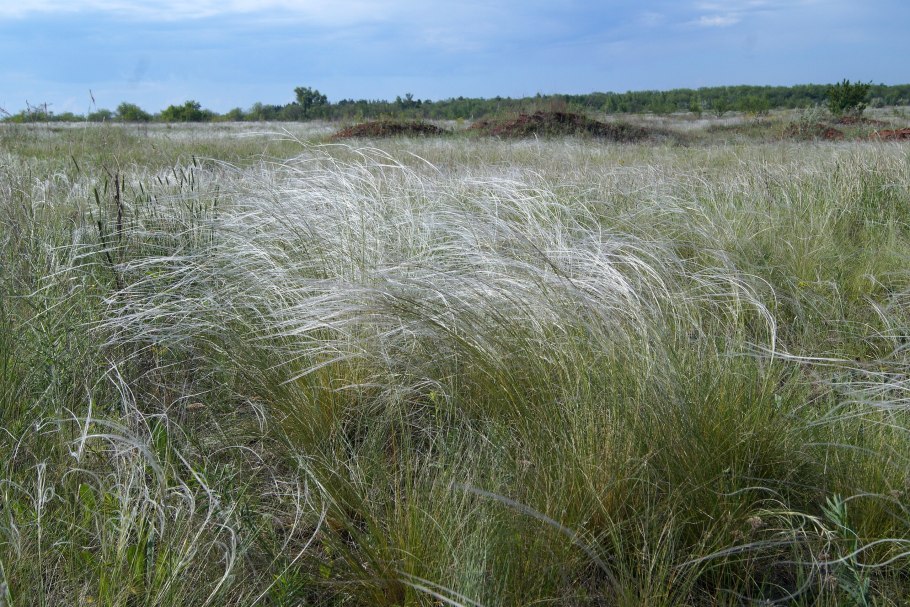 Растения Степной зоны Краснодарского края