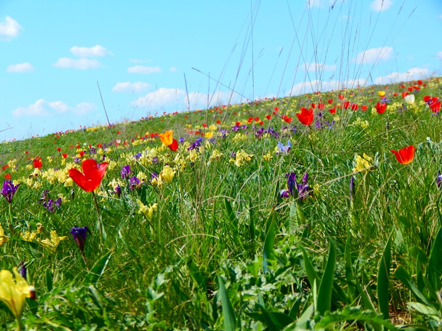 Рапсовые поля Ставрополья