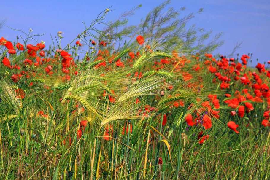 Степные растения Кубани фото и названия