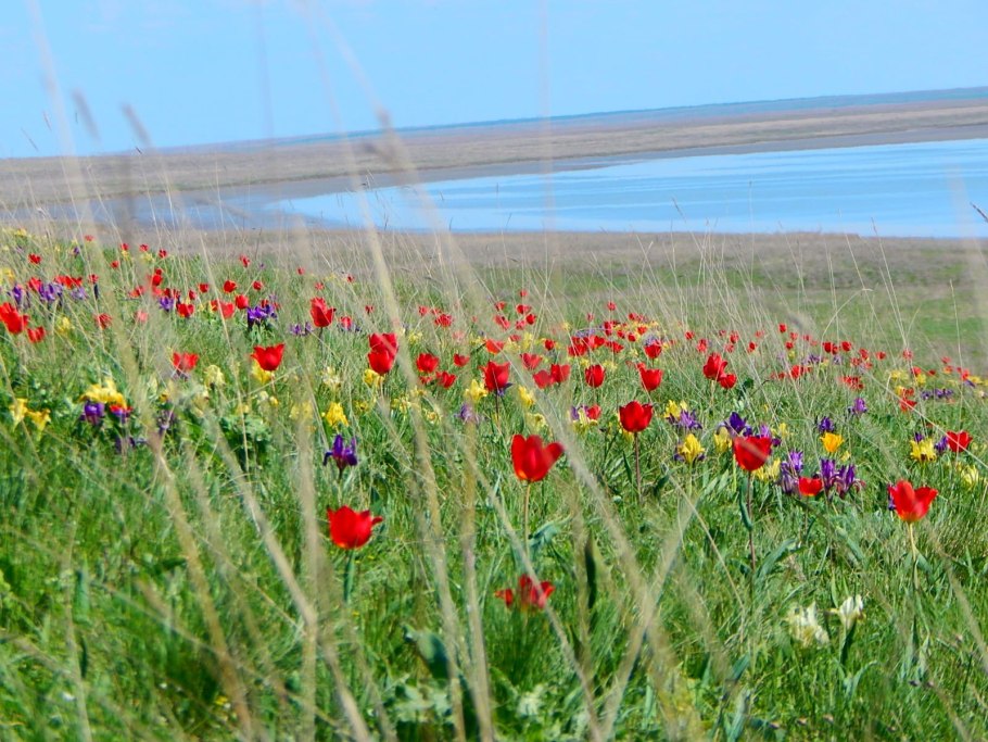 Финайкинская Тюльпанная степь