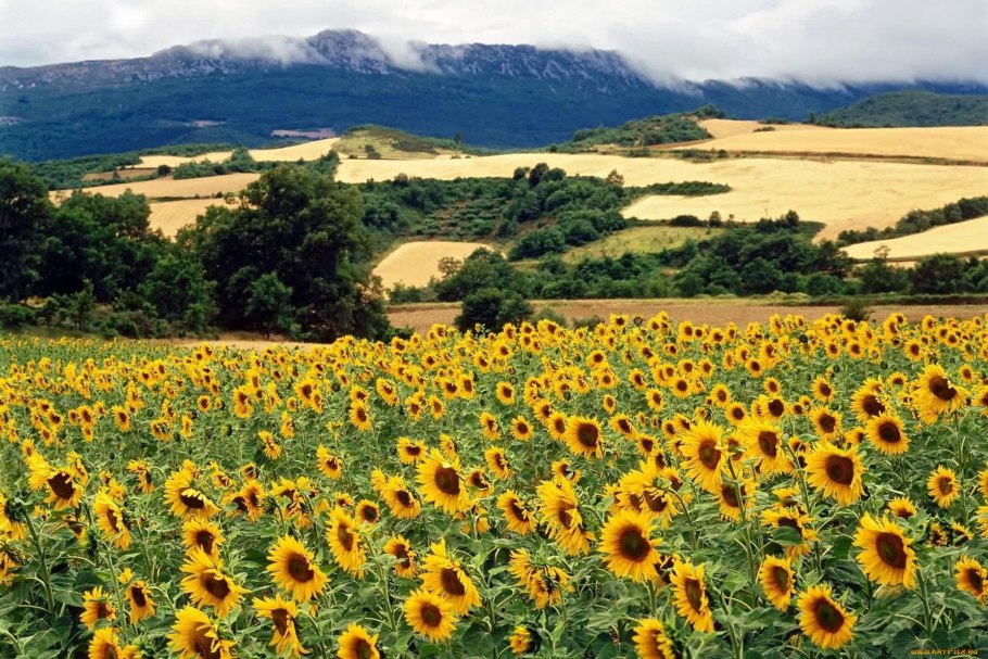 Степные растения Калмыкии