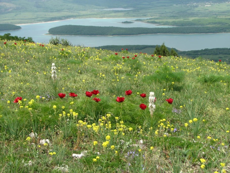 Растения горной части Краснодарского края