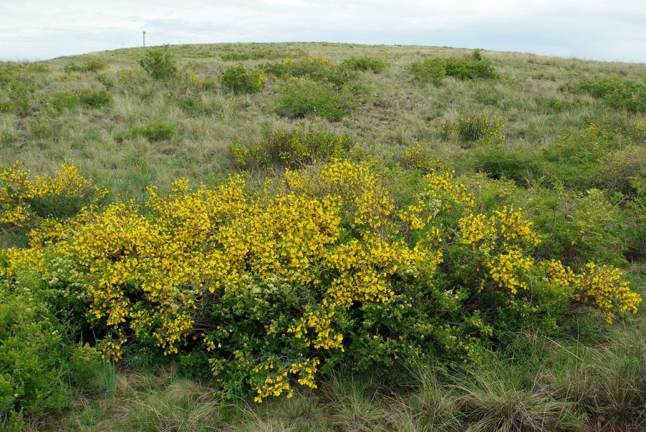 Чилига степная