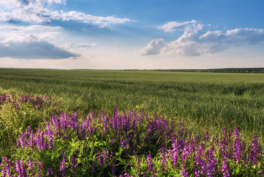 Растительность Краснодарского края