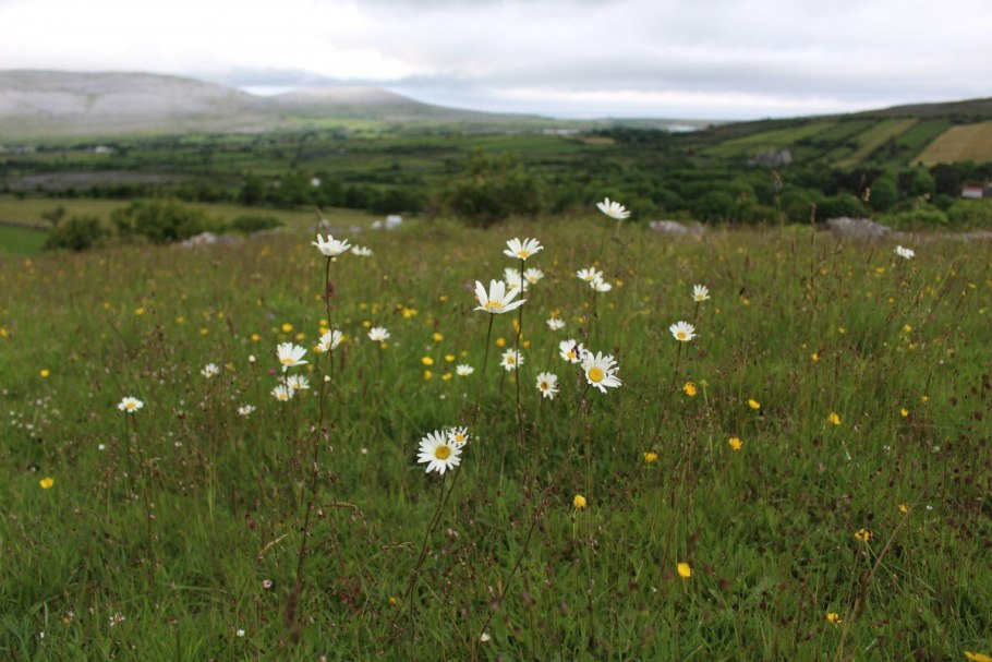 Понтийско Каспийская степь Флора