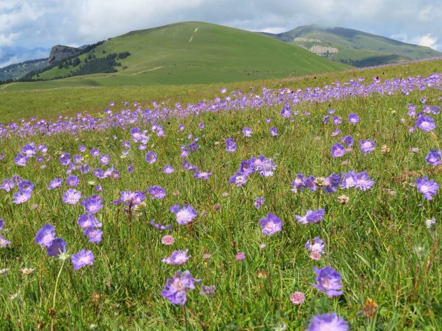 Однолетние травы поле