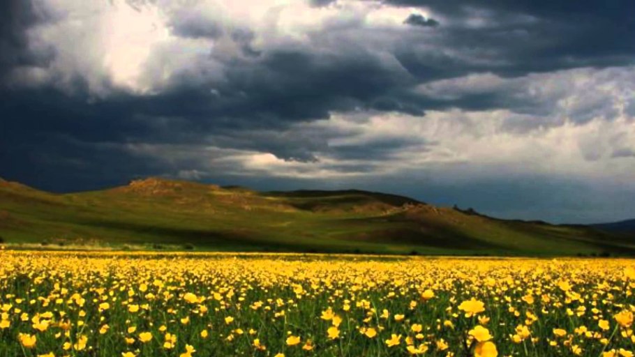 Маковые поля Молдавии