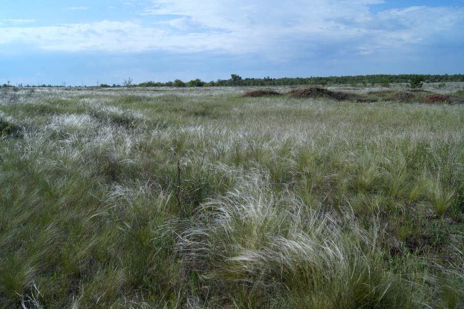 Степной ковыль казахстана