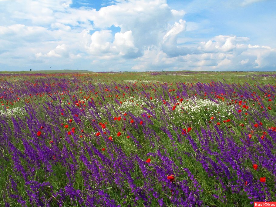 Кусты в степи