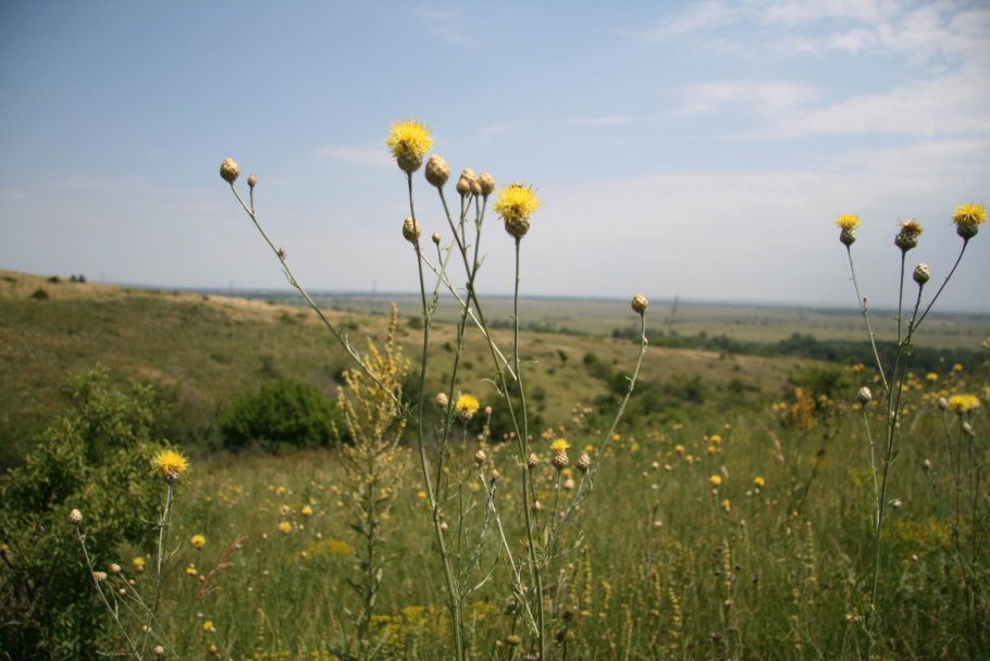 Разнотравно-Ковыльная степь