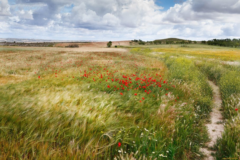 Ковыльная степь и пшеничное поле