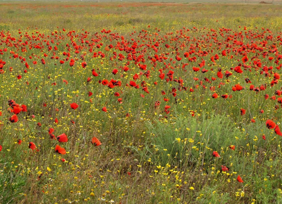 Растения Кубани