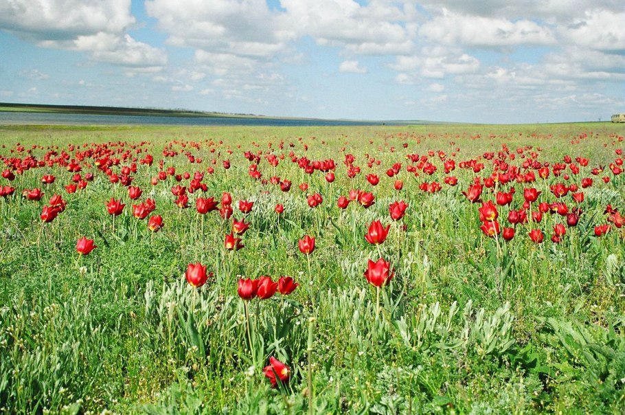 Прикубанская равнина река Кубань