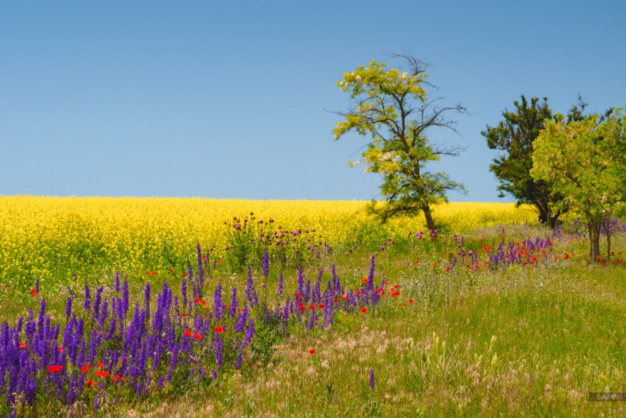 Цветущие луга крыма